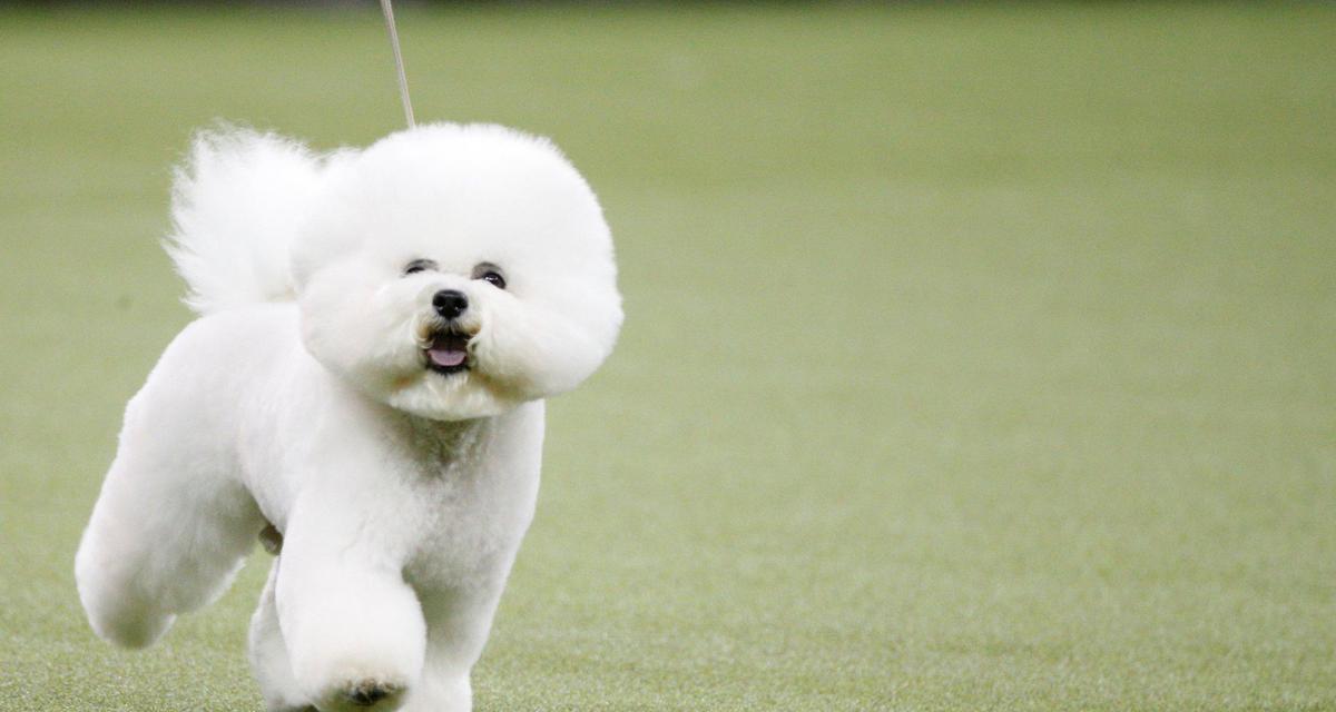 泰迪犬的日常运动需求——每天要运动多久？（了解泰迪犬的运动需求及适宜时长，打造健康快乐的宠物生活）