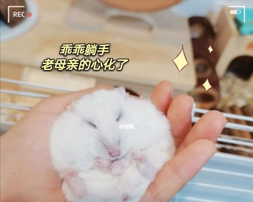 仓鼠繁殖周期与分离时机的探讨（仓鼠爱爱后多久分开才合适？分离时机的选择很重要！）