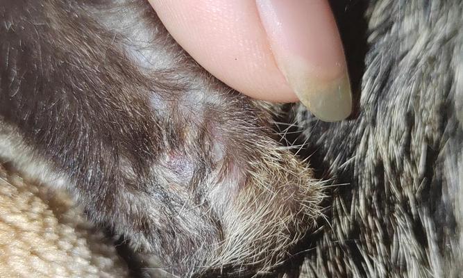 猫咪伤口结痂愈合的时间需要多久？（探寻猫咪伤口结痂愈合的关键因素和时长）