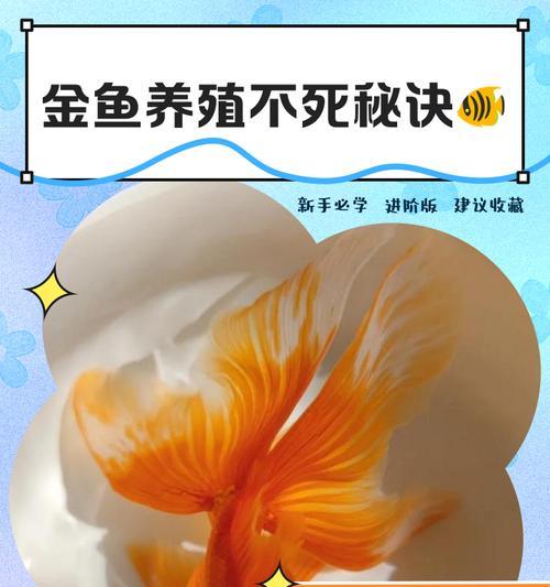 金鱼养育经验分享（金鱼养育的时间和关键要点）
