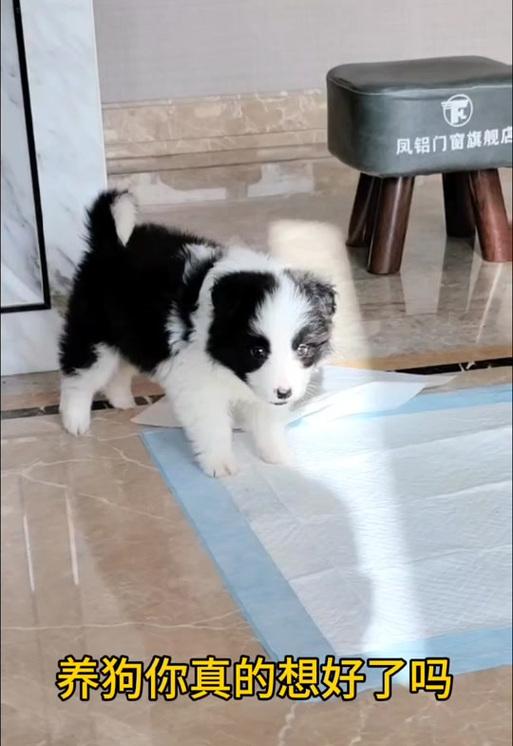 养狗的最佳选择（边牧犬的天赋和适应性，成为理想的宠物伴侣）