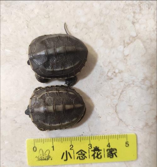 乌龟饮食与营养需求（探究乌龟食物及其对健康的影响）