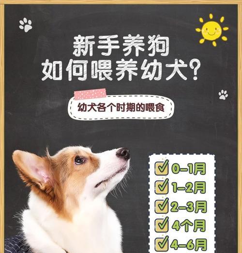 幼犬狗的成长之路（从小可爱到成熟魅力，幼犬狗的成长时间和关键阶段）