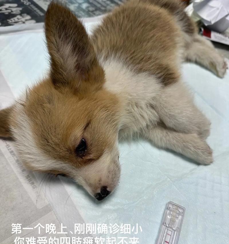 探究狗狗细小的症状及处理方法（了解狗狗细小的常见症状与预防措施）
