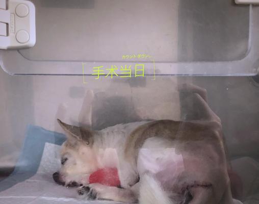狗狗脐疝手术修复的最佳时机（为什么不建议在六个月之前进行手术？最佳修复时机）
