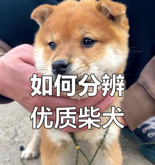 揭秘高价纯血统柴犬背后的真相（广西土猎之争与高价柴犬背后的骗局）