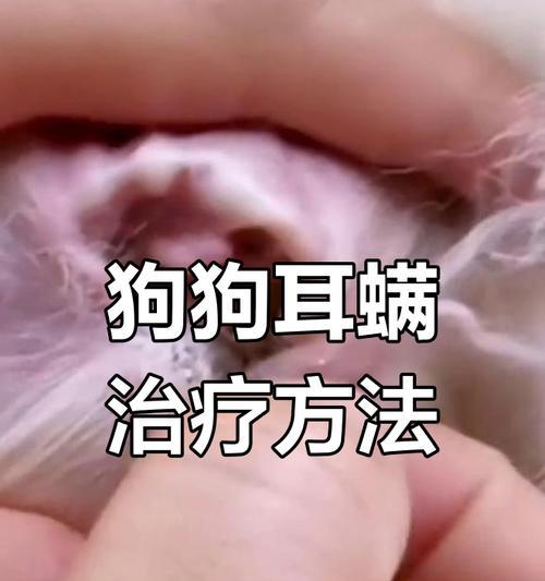 家中狗狗耳螨的治疗方法（三大处理耳螨的措施分享，让你的宠物恢复健康）