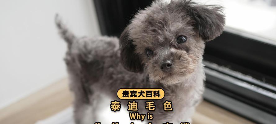 探索泰迪犬毛色的多样性（从花纹到纯色，泰迪犬毛色的奇妙世界）