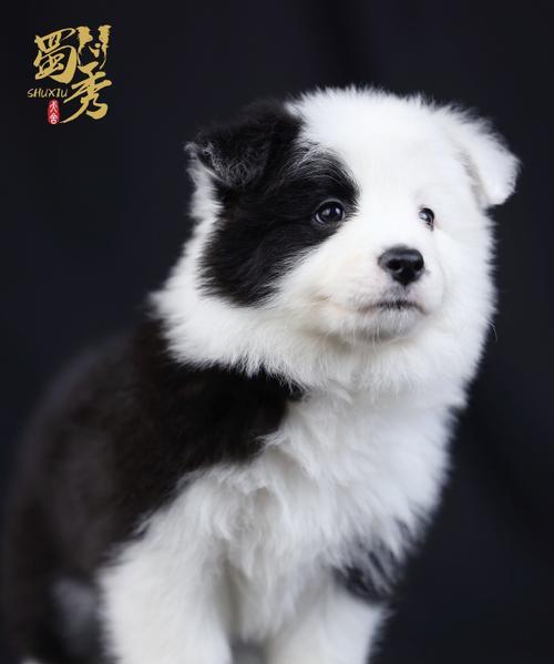 边境牧羊犬的寿命究竟有多长？（探究边境牧羊犬寿命的关键因素和如何延长其寿命）