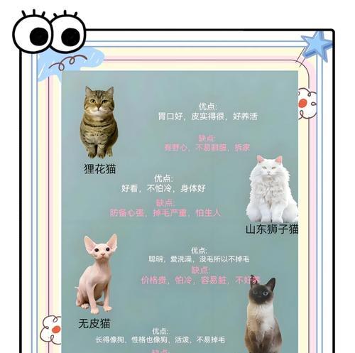 如何辨别一家正规猫舍？（揭秘正规猫舍的7大特点）
