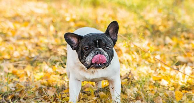 法斗犬容易感染疾病的原因与预防措施（了解法斗犬的易感性并保护它们健康）