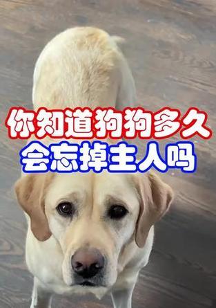 狗狗对主人的爱需要多长时间？（探索狗狗爱主人的时间线及关键因素）