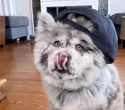 探索哈士奇和柴犬混血之谜（揭秘哈士奇和柴犬混血的魅力与特点）