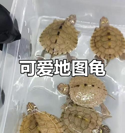 地图龟幼苗的饮食习惯及合理喂养时间（探究地图龟幼苗开始进食的适宜时间及饮食营养需求）