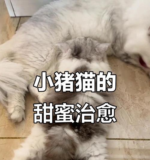 如何处理猫掉毛问题（掉毛频率、掉毛原因及有效解决方法）