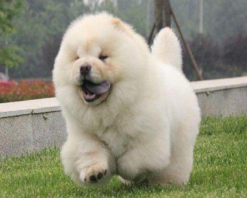 分辨松狮犬和藏獒的关键特征（探索松狮犬友善性格的原因和优势）