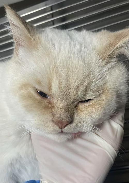 公猫绝育后多久不吐？（探讨公猫绝育术后恢复期间的呕吐情况）