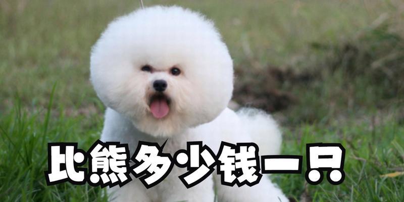 比熊犬的价格及种类分析（不同种类比熊犬价格差异大，了解一下各个品种的价格吧！）