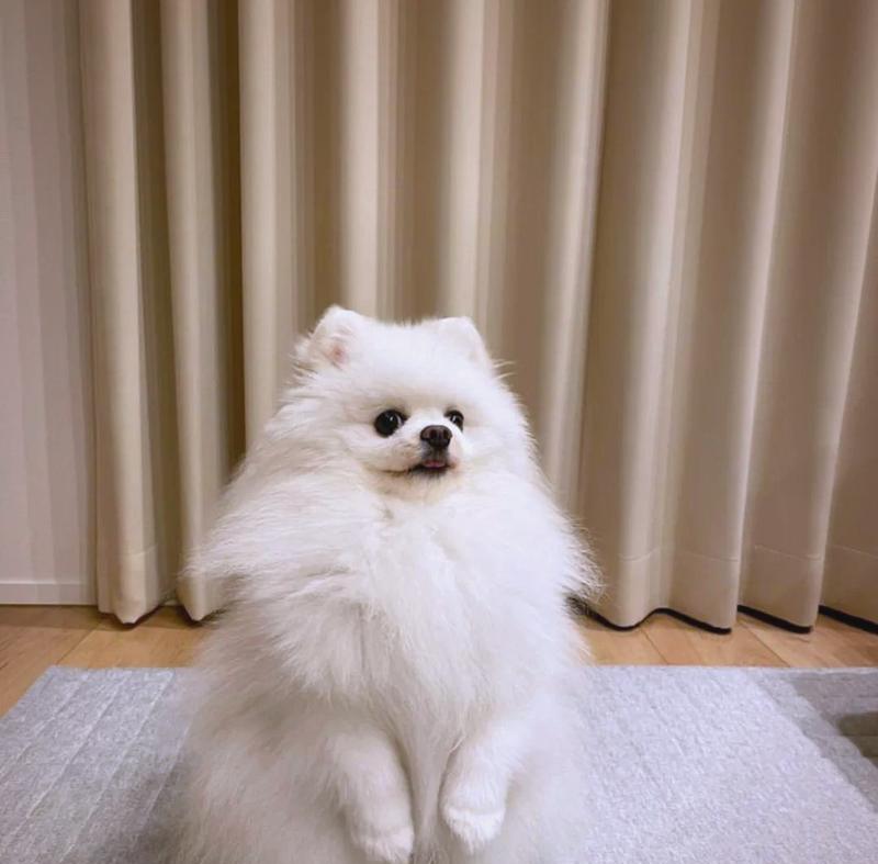 挑选经济实惠的狗狗饲养方式（以盘点以下饲养消费高的狗狗为主题，助您节省成本！）
