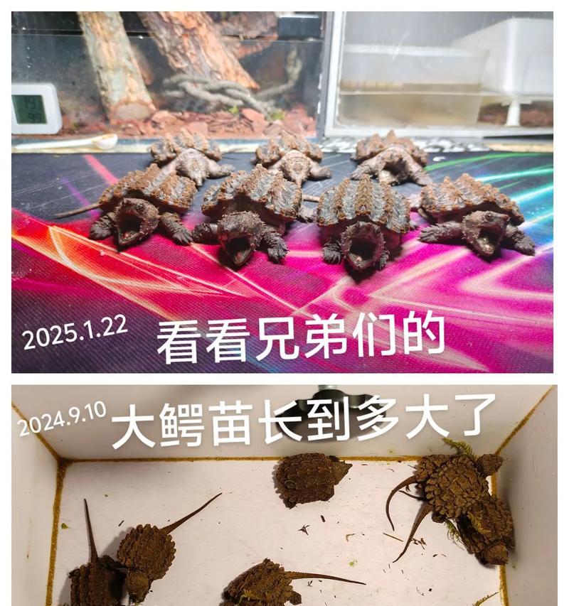 鳄鱼龟养殖之路（挑选好时机，耐心等待，让你的鳄鱼龟养殖获利更多）