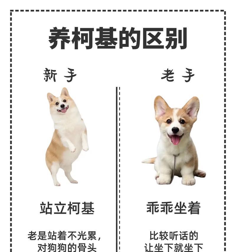 柯基犬饲养之道（成为柯基犬新手，你需要掌握的关键经验）