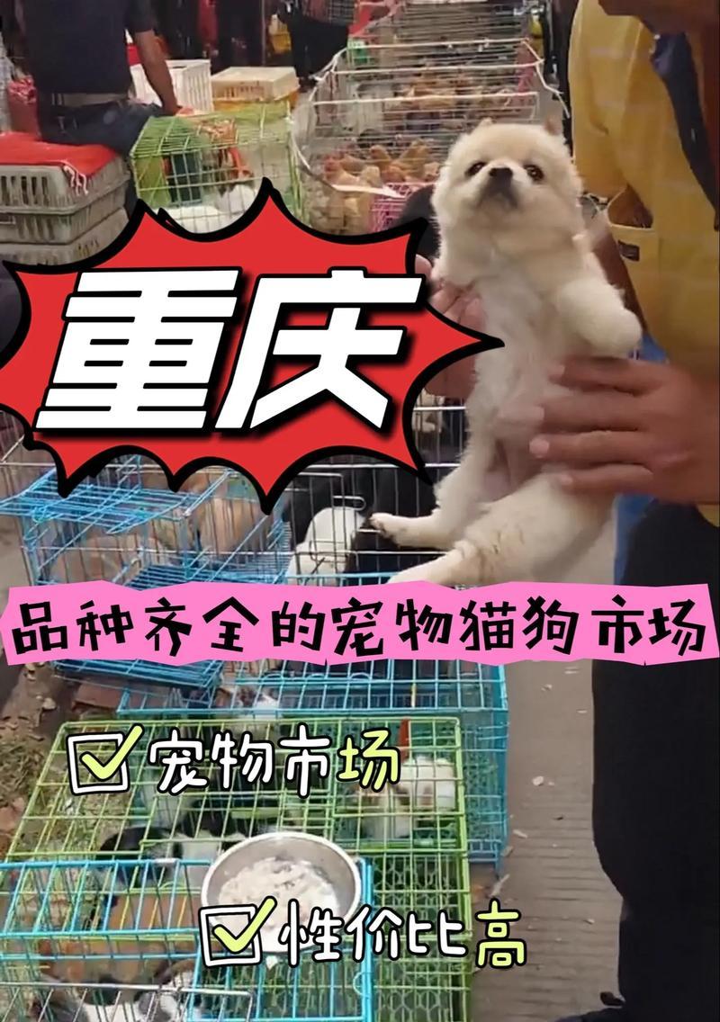 重庆的狗市场（探寻重庆市内狗市场的繁荣与挑战）