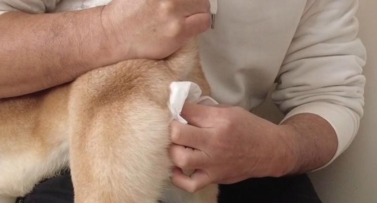小猫肛门腺挤压（小猫肛门腺挤压的时间间隔和正确方法）