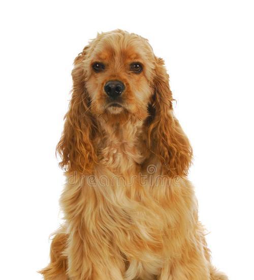 英国可卡犬毛剪（了解英国可卡犬毛发生长周期，合理剪发保持狗狗健康）