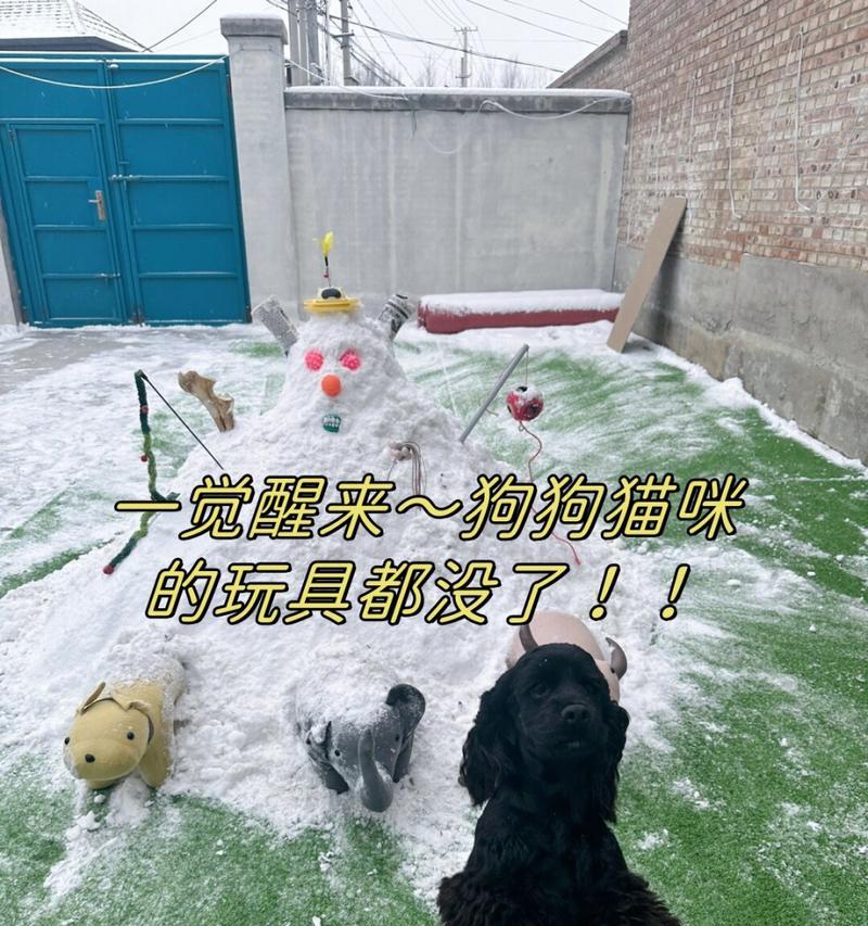 狗狗的磨牙时间和方法（了解狗狗磨牙的重要性与技巧）
