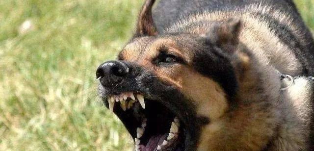 遭遇疯犬咬伤怎么办？自救救人要诀一击见效！