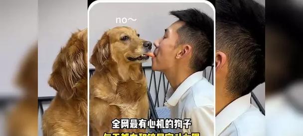 购买狗狗时需要警惕的串狗骗局（如何避免被串狗骗局欺骗）