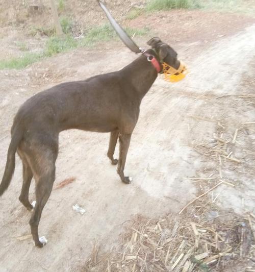 格力犬和灵缇犬的特点与区别（了解格力犬和灵缇犬的不同之处与独特特点）
