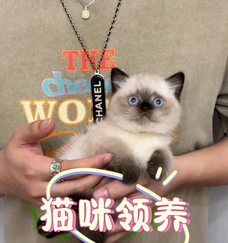 领养猫需要多长时间？（探讨领养猫所需的时间投入和考虑因素）