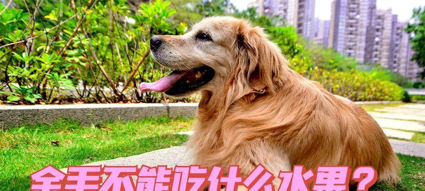 小心！金毛犬不能吃的水果有哪些？（保护我们的金毛犬，远离这些水果！）