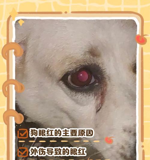 狗眼疾病（了解狗眼睛常见疾病及其处理方法）