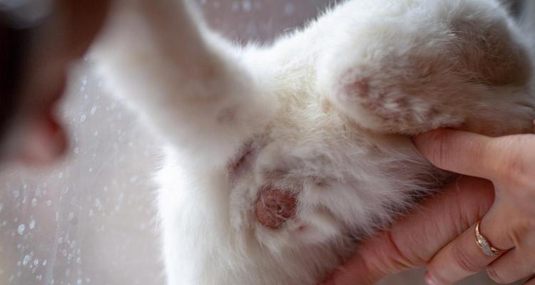 公猫绝育后多久恢复活力？（探究公猫绝育手术对行为和健康的影响）