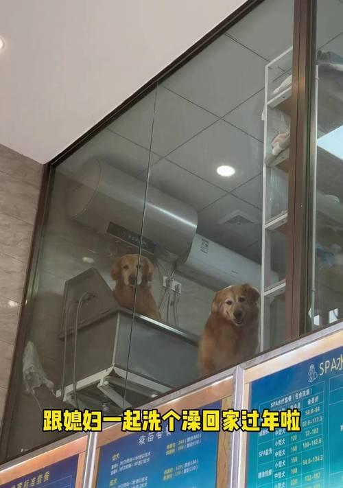 小金毛犬洗澡的最佳频率与时间（养小金毛犬需掌握的洗澡关键）