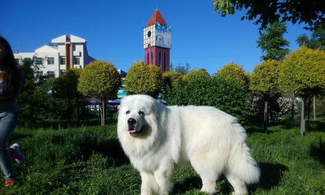 幼犬大白熊的成长周期（探秘幼犬大白熊的生长过程及关键阶段）