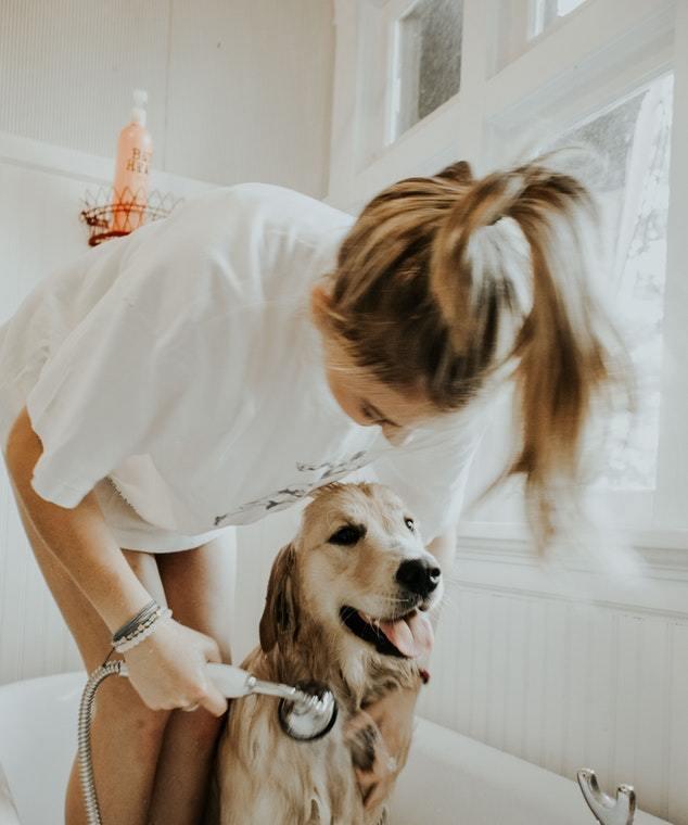 狗狗患狂犬病的存活期限及关键因素（揭示狂犬病对狗狗的影响，了解存活期限与关键因素）