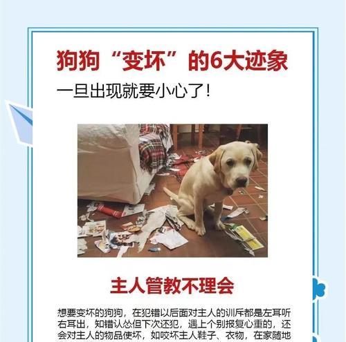 探究家狗乱跑乱叫的原因及解决办法（了解为什么你家狗会看见人就乱跑乱叫，以及如何解决这个问题）