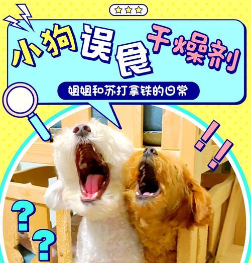 狗狗中毒急救（常见症状与安全有效的催吐方法）