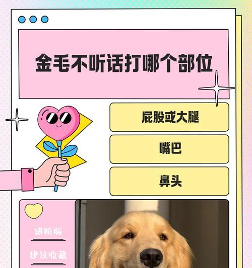 金毛犬的疫苗接种频率及注意事项（揭秘金毛犬疫苗接种时间，保障宠物健康）