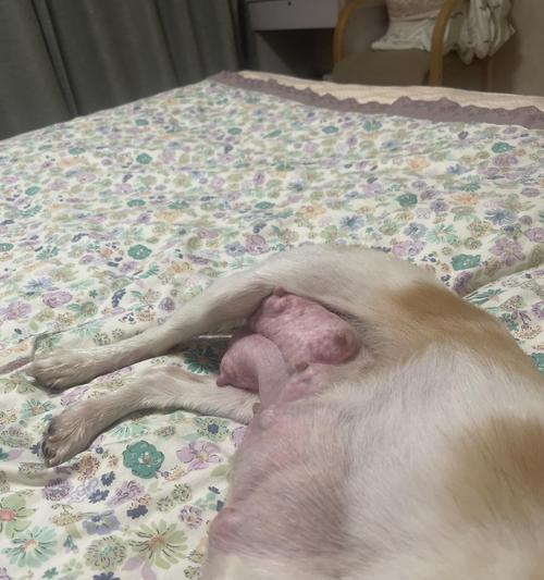 狗狗分娩（了解狗狗分娩过程，提前做好准备）