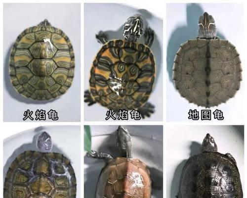 探索以巴西龟的品种多样性（了解以巴西龟的主要品种及特征，为饲养提供参考）
