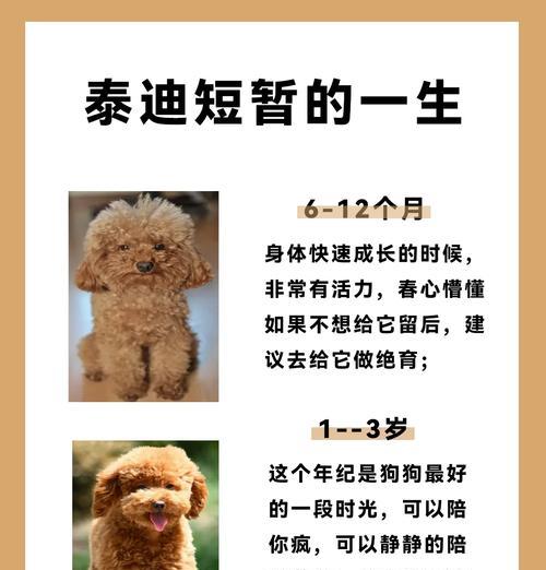 泰迪犬的排尿频率（揭秘泰迪犬的排尿规律及建议）