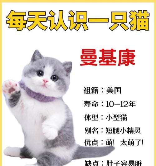 猫的社交圈（探索猫咪与其他动物的友谊纽带）