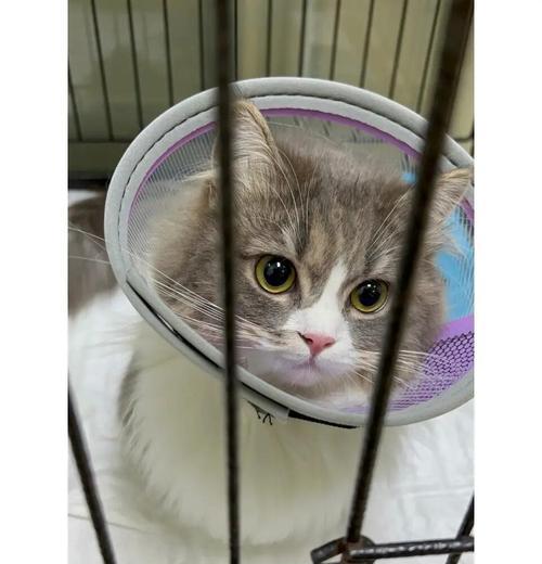 母猫怀孕后合适的绝育时机（为爱猫健康着想，选择正确的绝育时间）