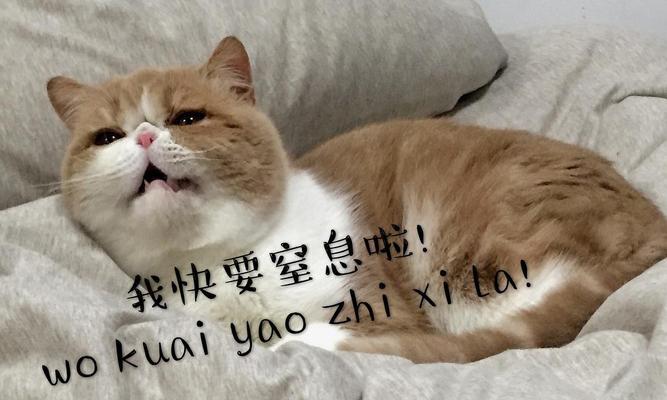 猫咪生育周期的探究（揭秘两只猫之间生育的间隔时间及关键因素）