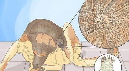 狗狗身上类似头皮屑的问题解决方法（如何有效清除狗狗身上类似头皮屑的物质）