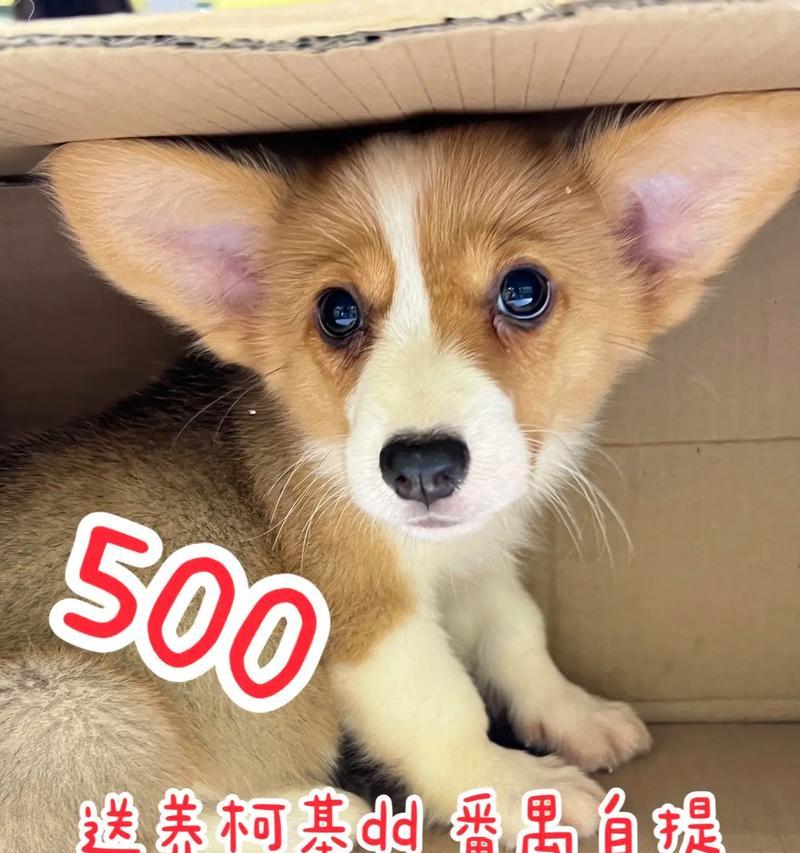 柯基犬的成年期到底是多久？（柯基犬成年期）